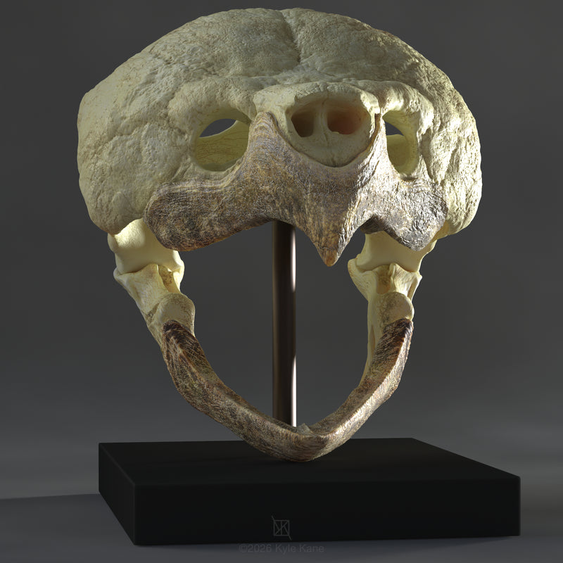 Alligator Snapping Turtle Skull
