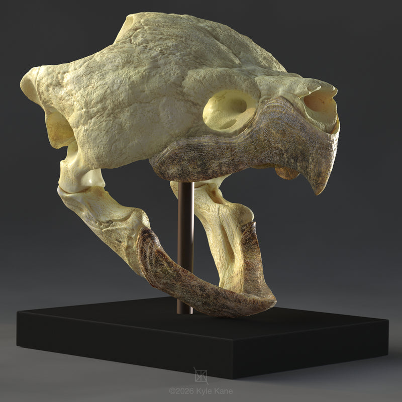 Alligator Snapping Turtle Skull
