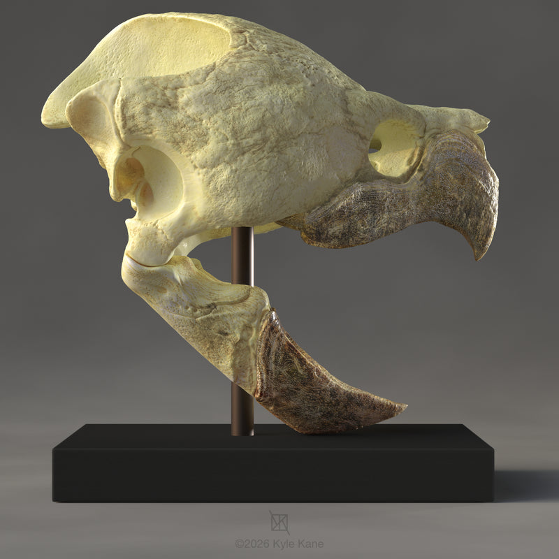 Alligator Snapping Turtle Skull