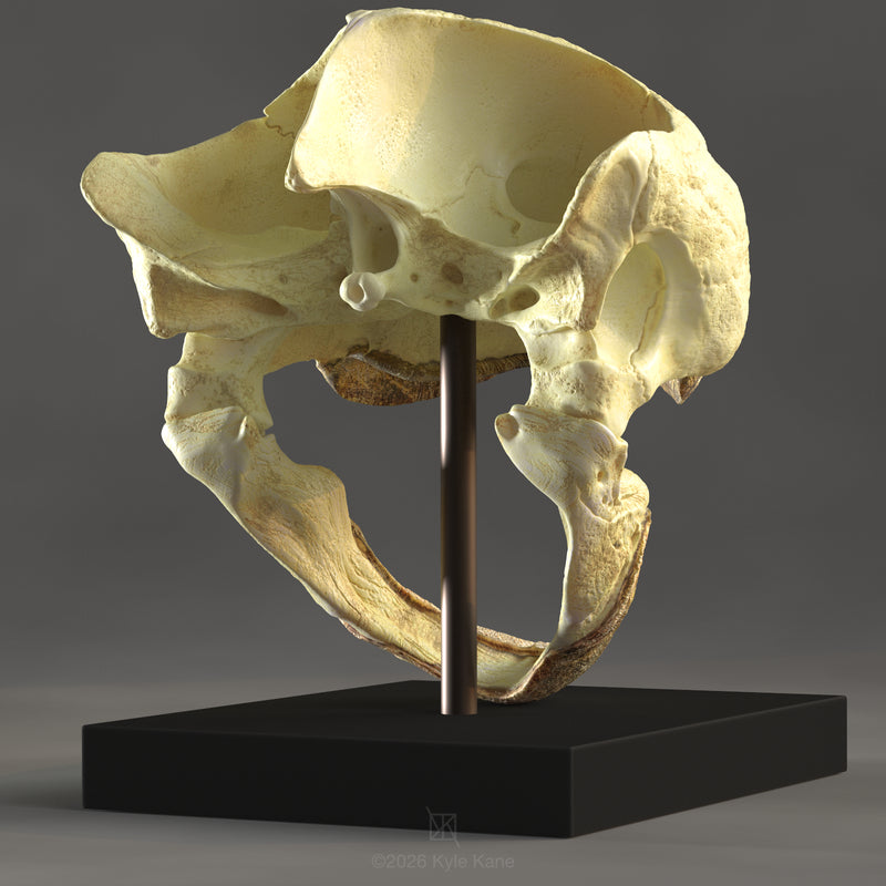 Alligator Snapping Turtle Skull