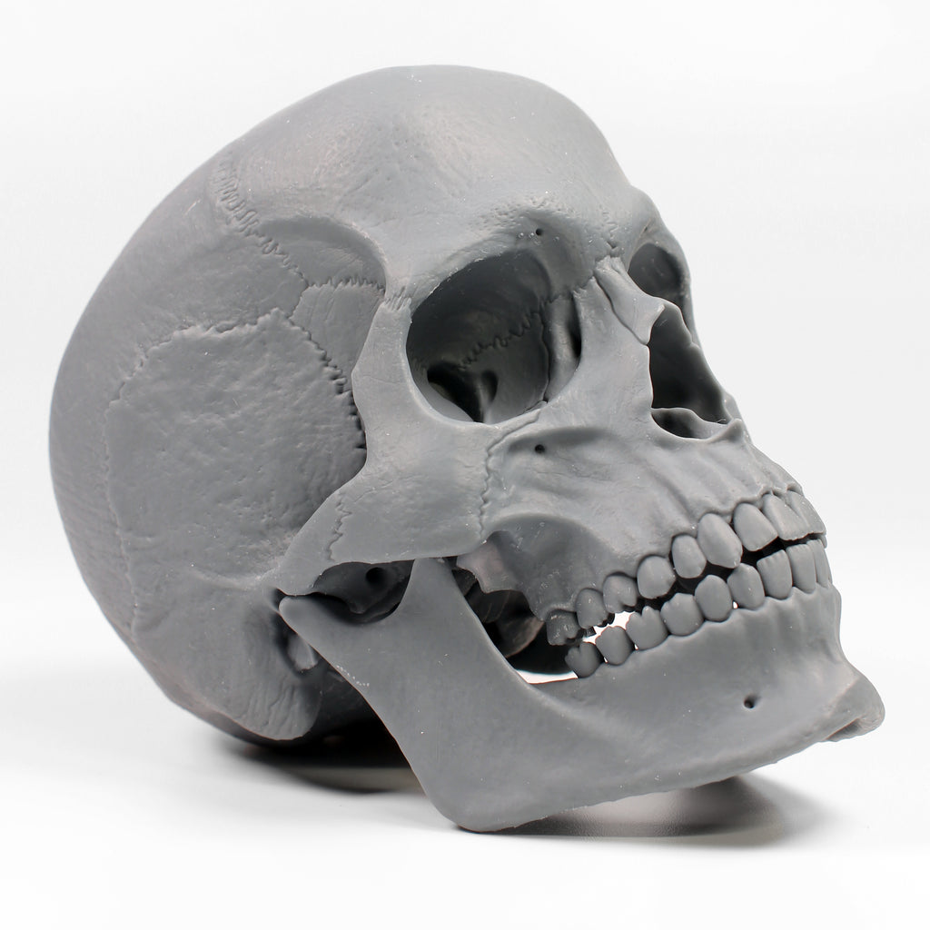 Human Skull
