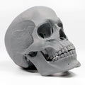 Human Skull