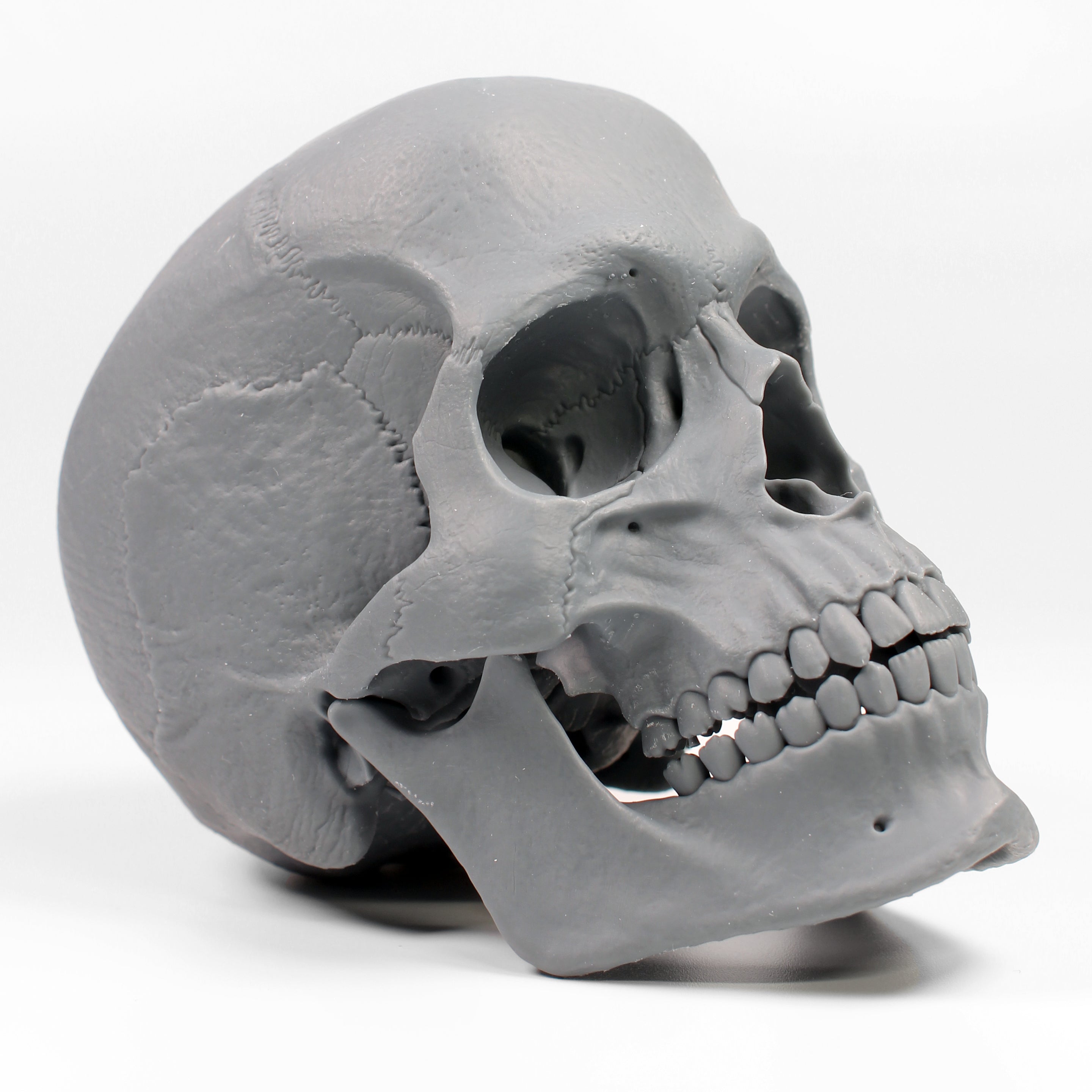 Human Skull