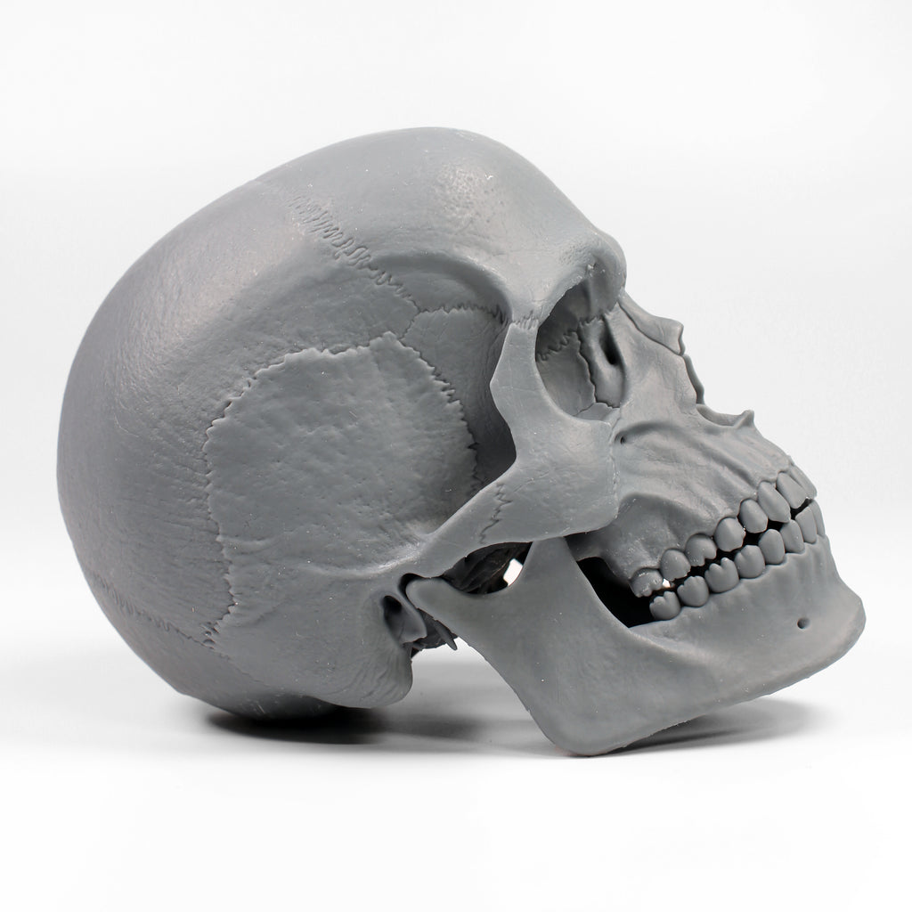 Human Skull