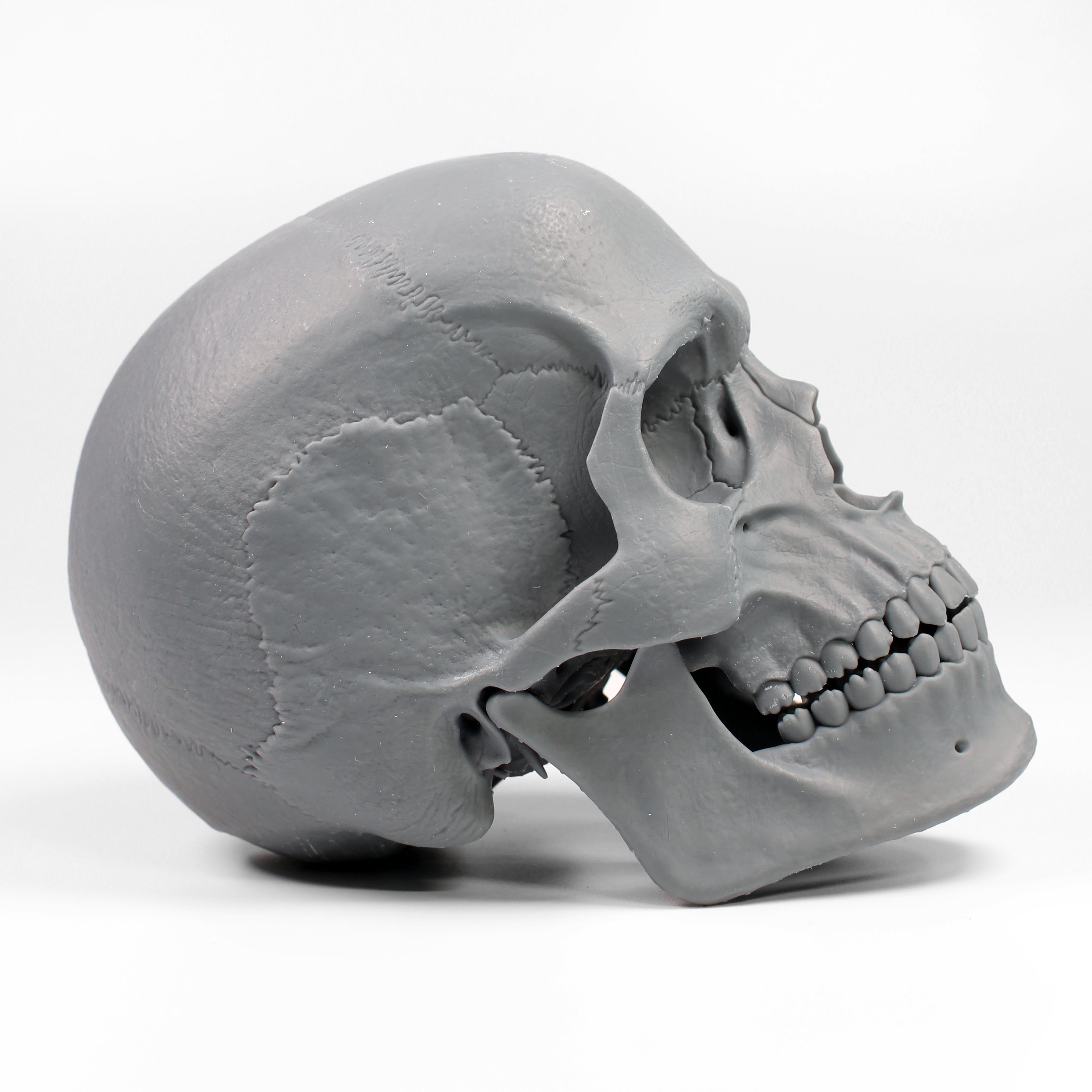 Human Skull