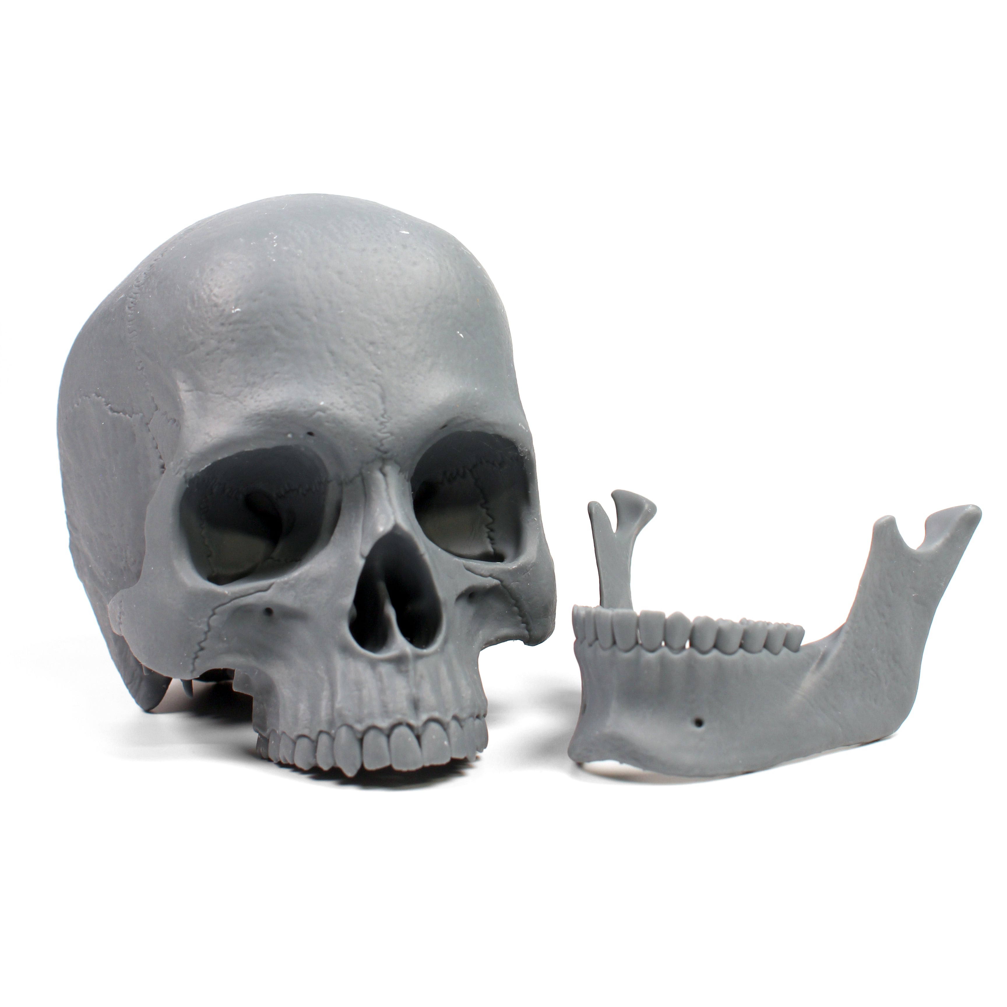 Human Skull