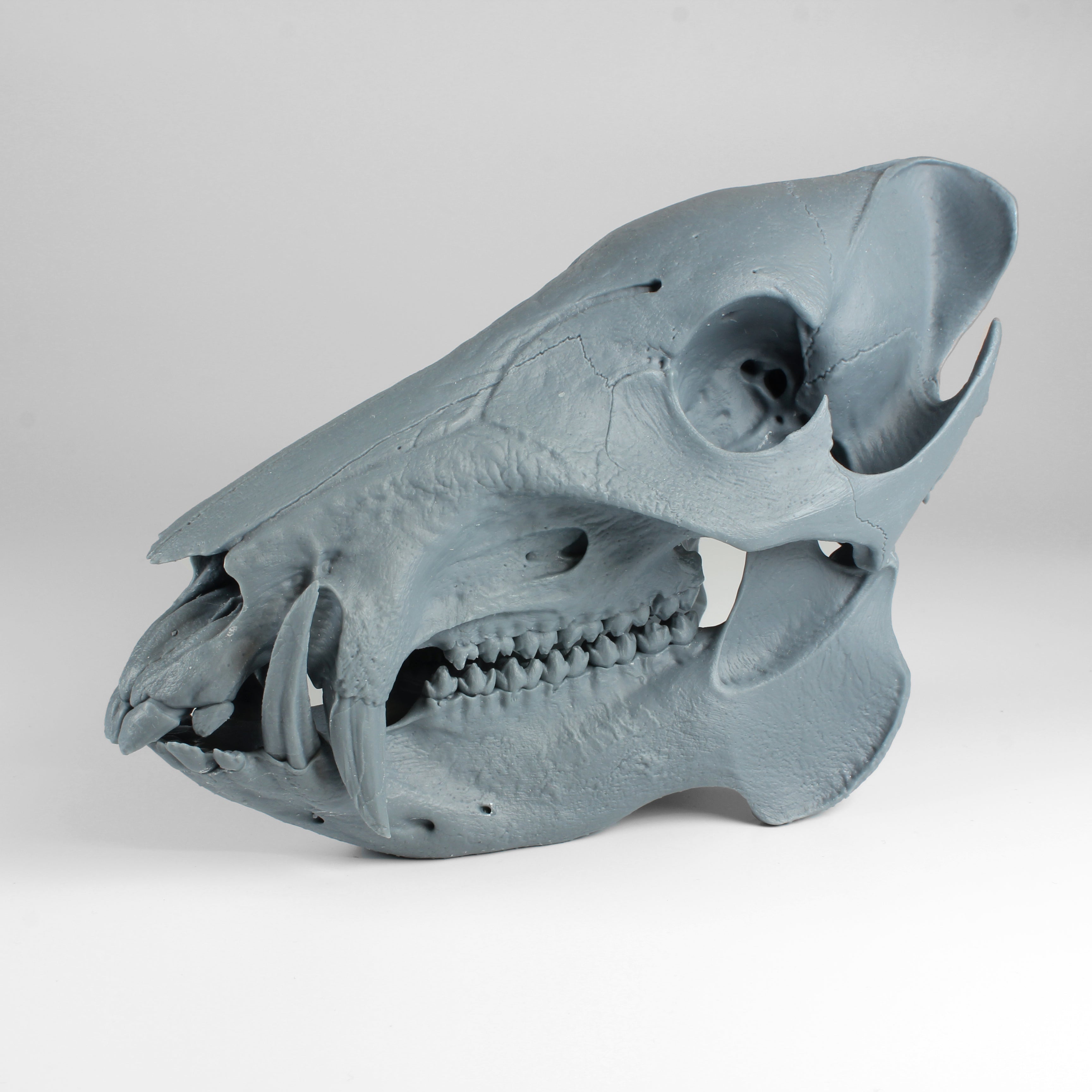 Javelina Skull