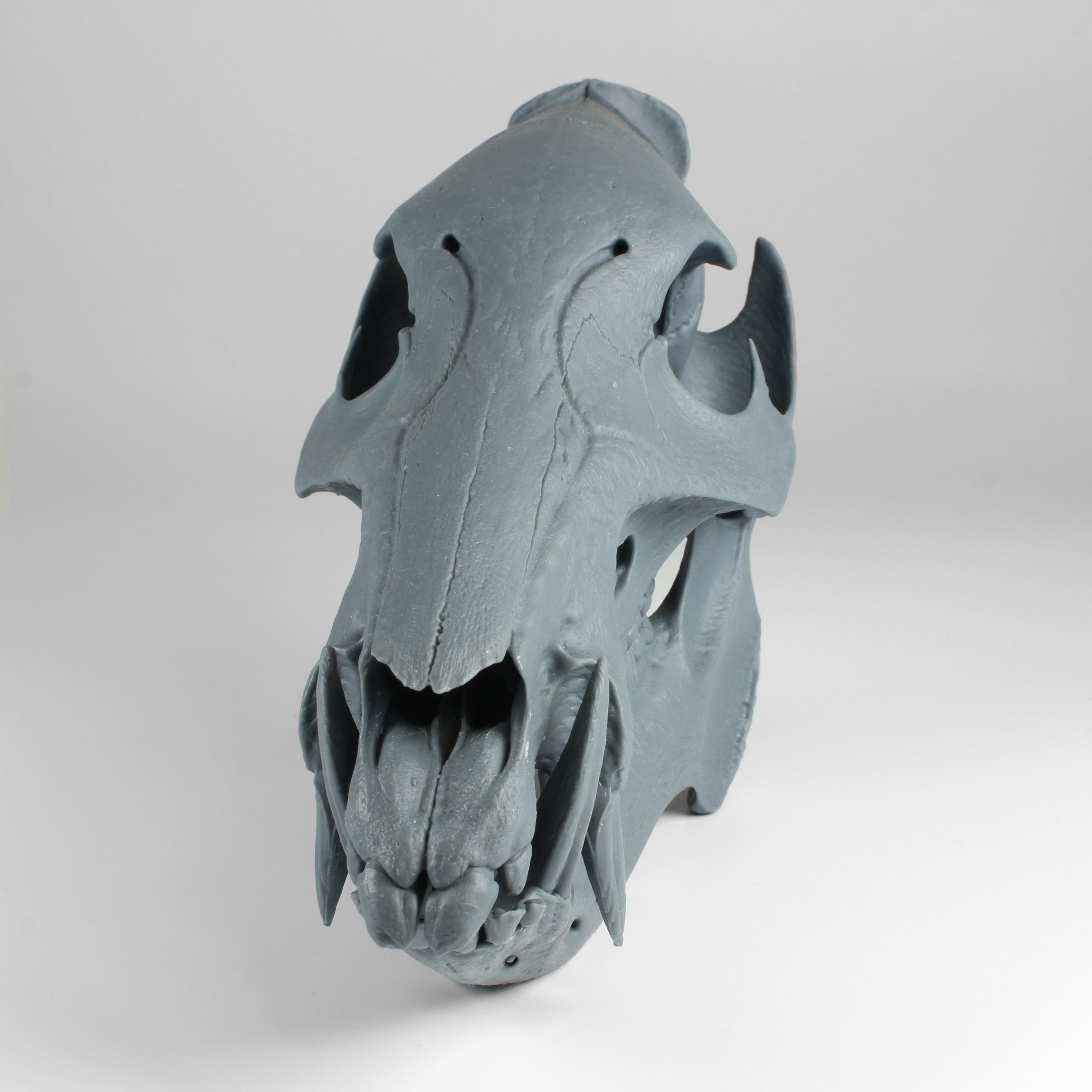 Javelina Skull