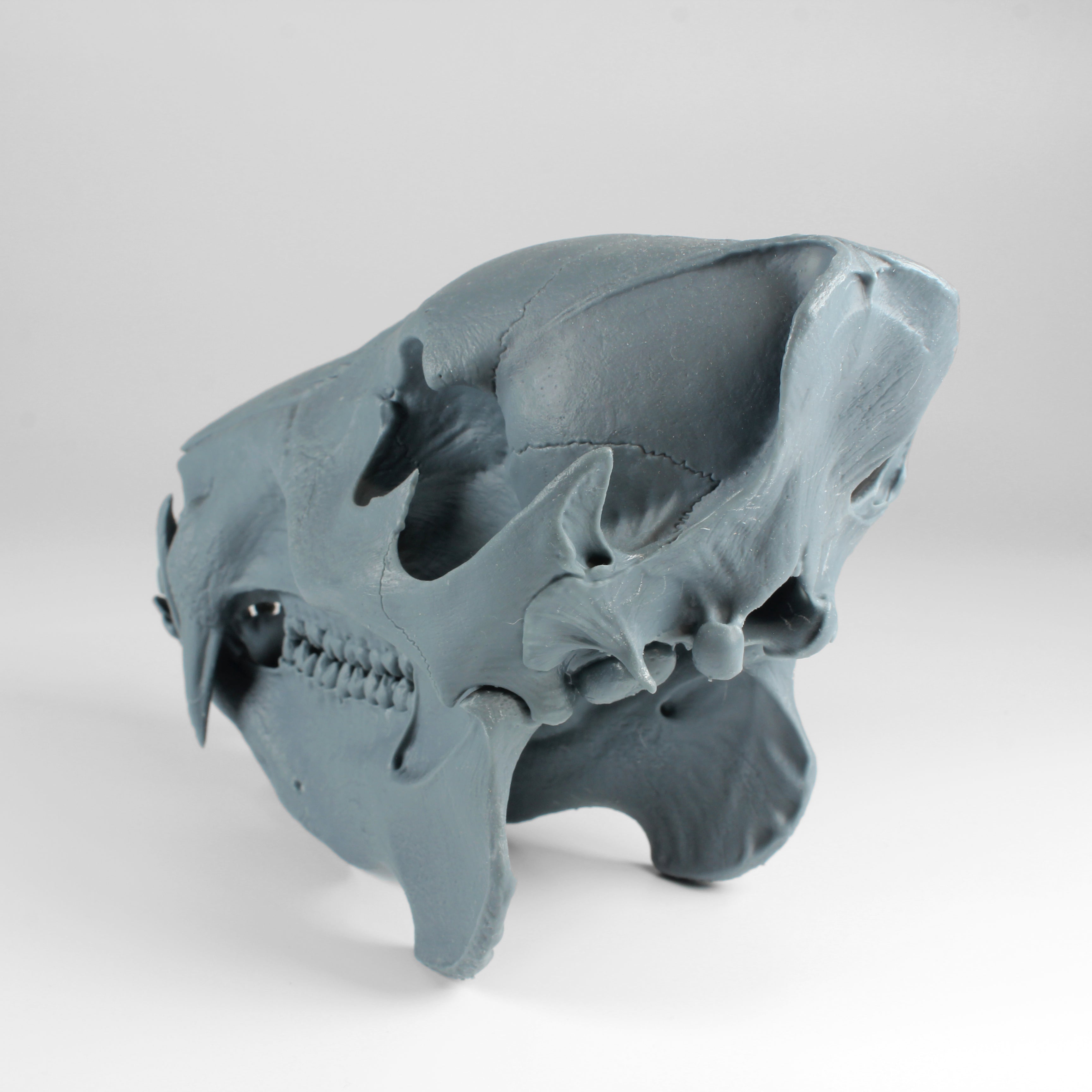Javelina Skull