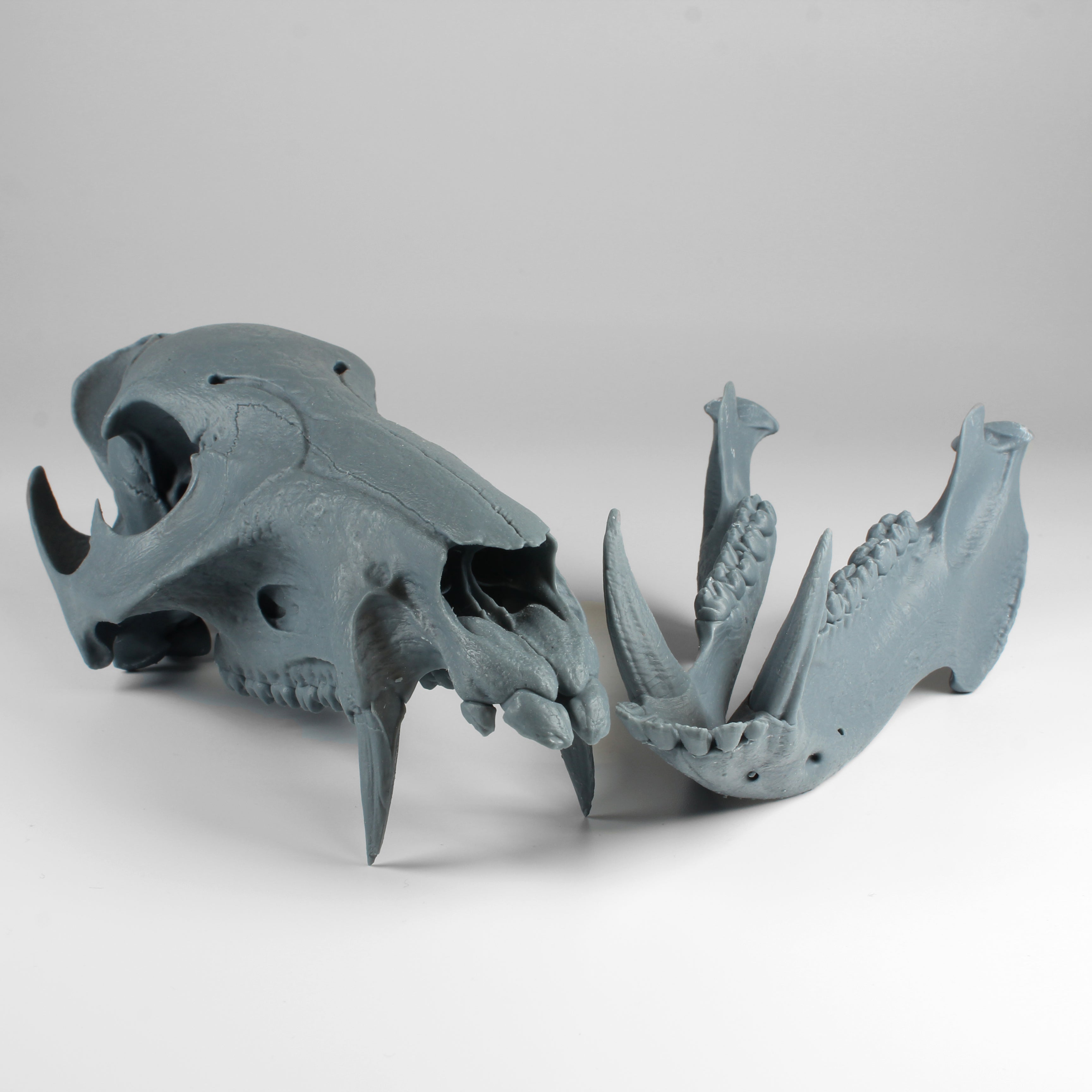 Javelina Skull