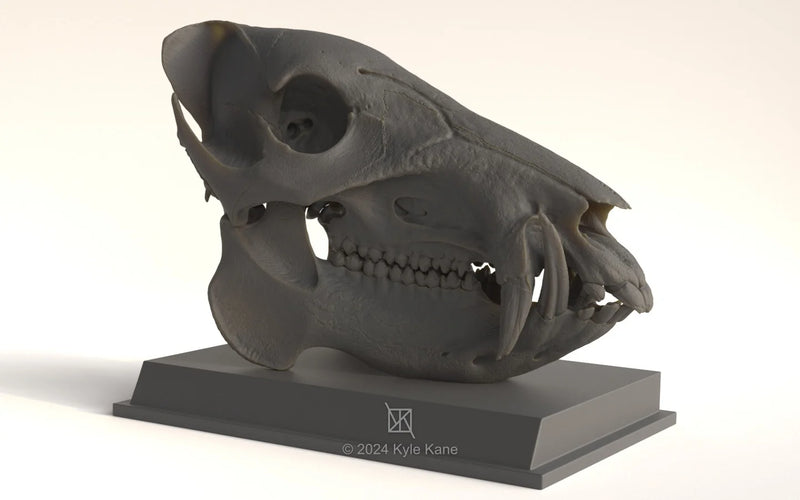 Javelina Skull