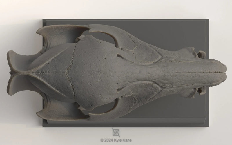 Javelina Skull