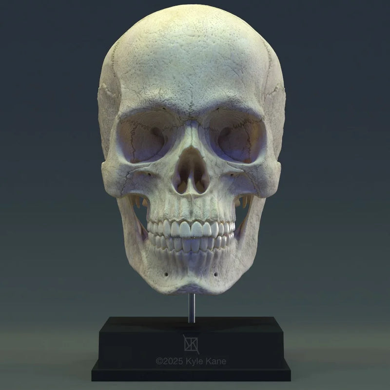Human Skull