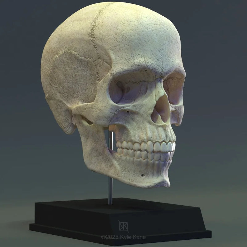 Human Skull