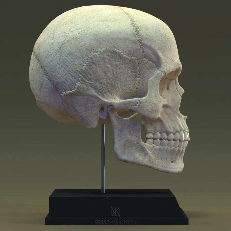 Human Skull