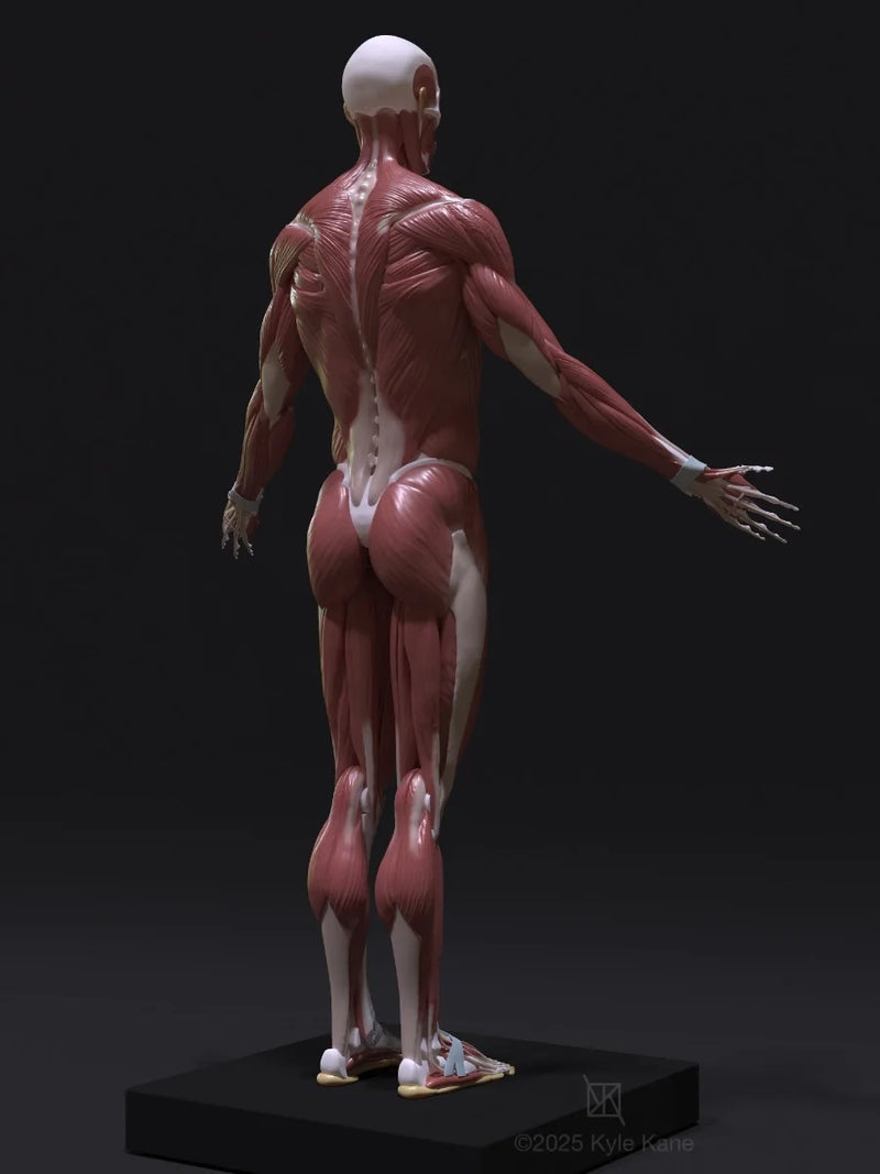 Ecorche
